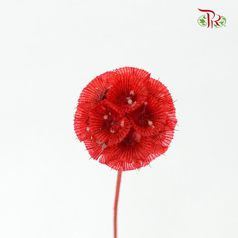 Dry Scabiosa (Red) - Pudu Ria Florist Southern