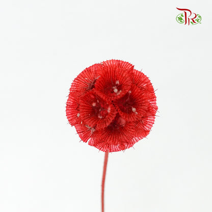 Dry Scabiosa (Red) - Pudu Ria Florist Southern