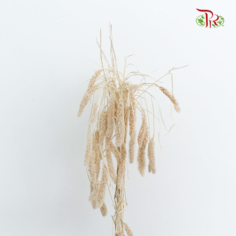 Dry Setaria - Pudu Ria Florist Southern
