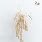 Dry Setaria - Pudu Ria Florist Southern