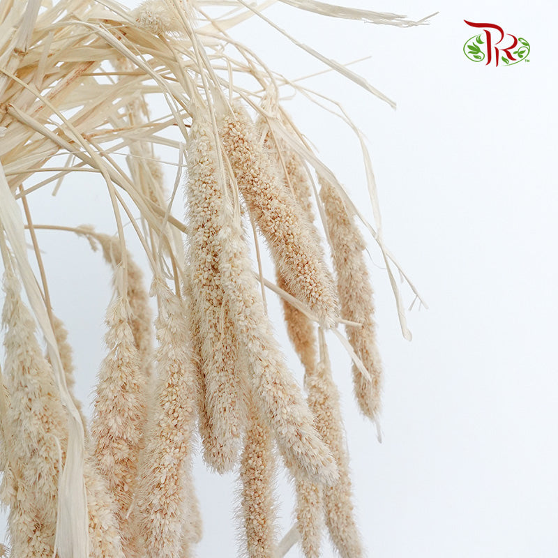 Dry Setaria - Pudu Ria Florist Southern