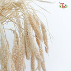 Dry Setaria - Pudu Ria Florist Southern
