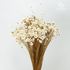 Dry Star Flower - Pudu Ria Florist Southern