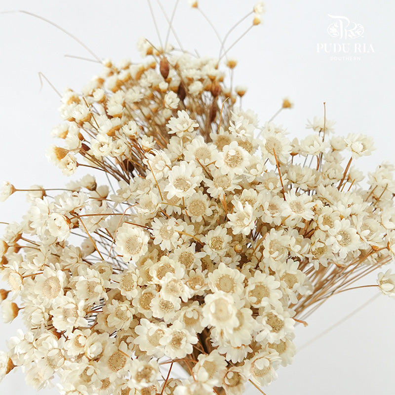 Dry Star Flower - Pudu Ria Florist Southern
