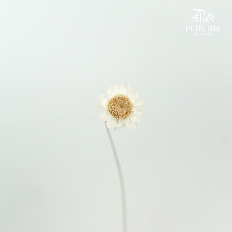 Dry Star Flower - Pudu Ria Florist Southern