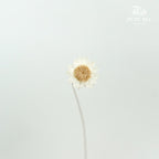 Dry Star Flower - Pudu Ria Florist Southern