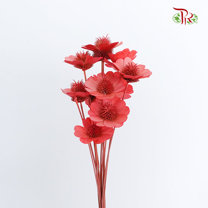 Dry Stella Luna - Red - Pudu Ria Florist Southern