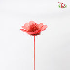 Dry Stella Luna - Red - Pudu Ria Florist Southern