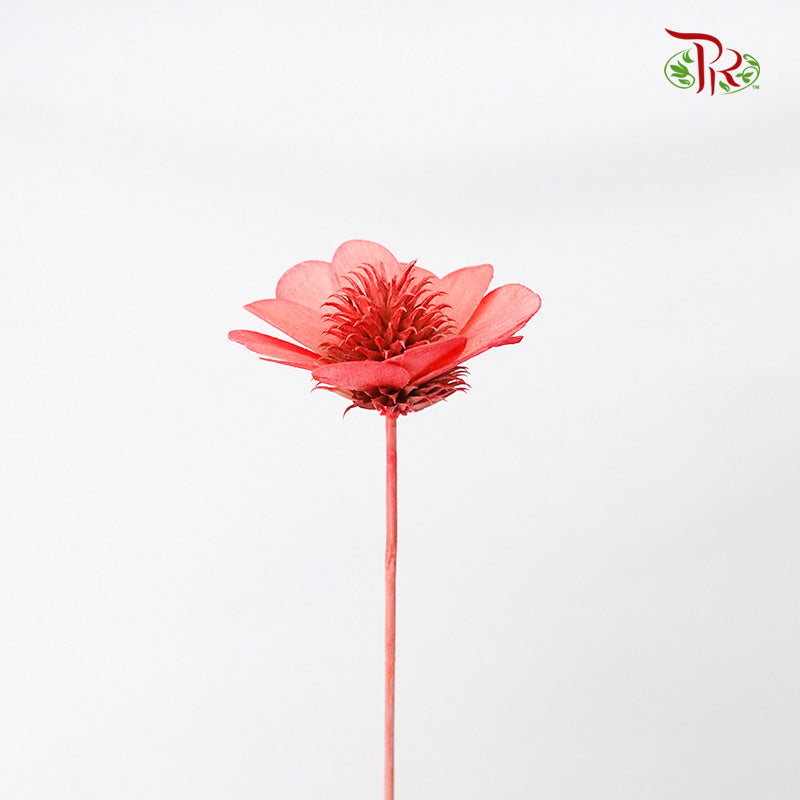 Dry Stella Luna - Red - Pudu Ria Florist Southern