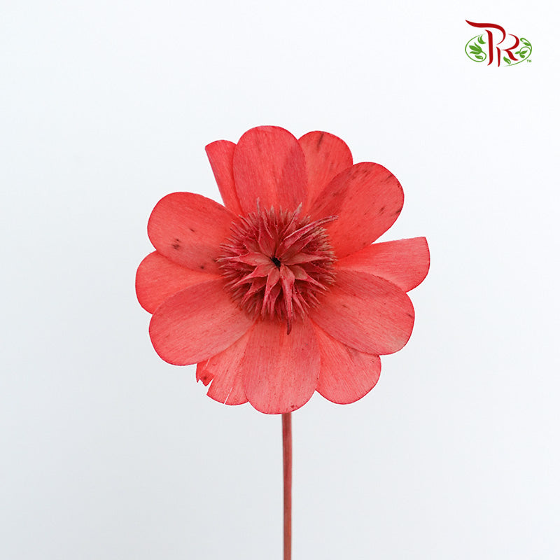 Dry Stella Luna - Red - Pudu Ria Florist Southern