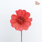 Dry Stella Luna - Red - Pudu Ria Florist Southern