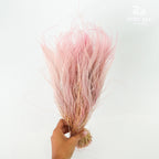 Dry Stipa Grass Pink - Pudu Ria Florist Southern