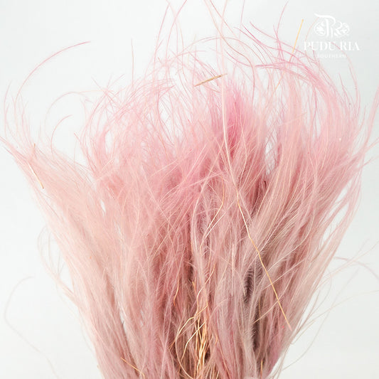 Dry Stipa Grass Pink - Pudu Ria Florist Southern