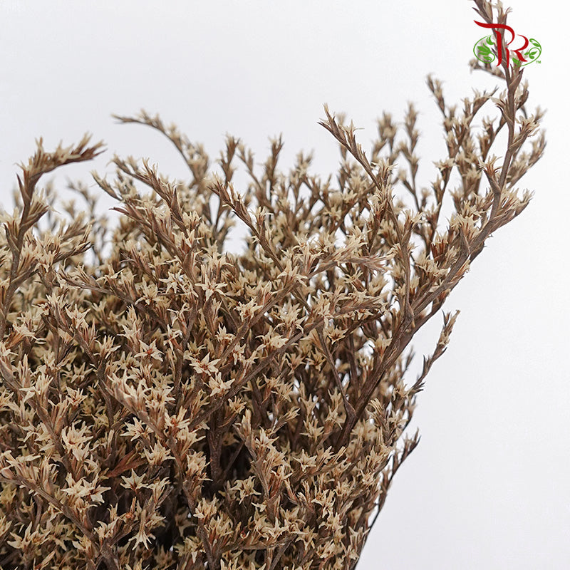 Dry Tatacaria - Pudu Ria Florist Southern