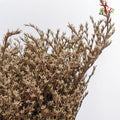 Dry Tatacaria - Pudu Ria Florist Southern