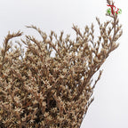Dry Tatacaria - Pudu Ria Florist Southern