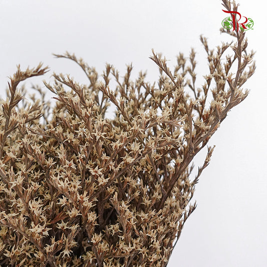 Dry Tatacaria - Pudu Ria Florist Southern