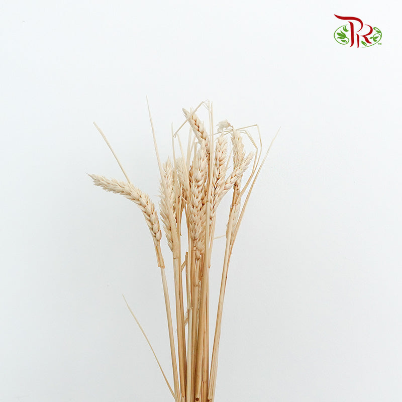 Dry Triticum _ Tarwe - Pudu Ria Florist Southern
