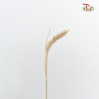 Dry Triticum _ Tarwe - Pudu Ria Florist Southern