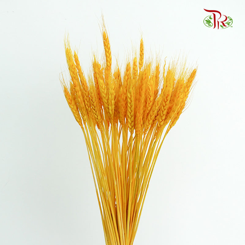 Dry Wheatgrass - Pudu Ria Florist Southern