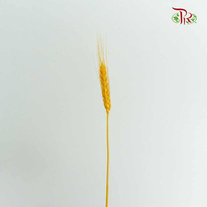 Dry Wheatgrass - Pudu Ria Florist Southern