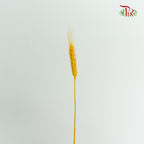 Dry Wheatgrass - Pudu Ria Florist Southern