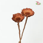 Dry Gerbera - Pudu Ria Florist Southern