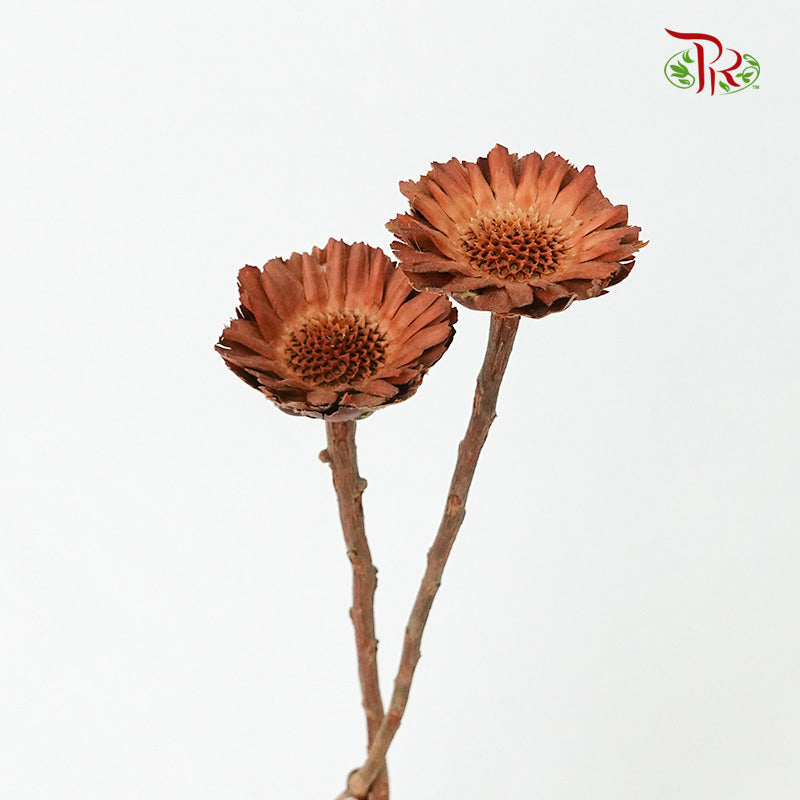Dry Gerbera - Pudu Ria Florist Southern