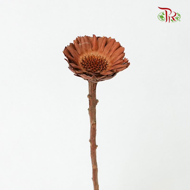 Dry Gerbera - Pudu Ria Florist Southern