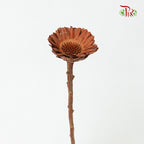 Dry Gerbera - Pudu Ria Florist Southern