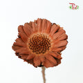 Dry Gerbera - Pudu Ria Florist Southern