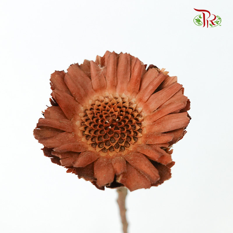 Dry Gerbera - Pudu Ria Florist Southern