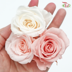 Preservative Rose Kanon - Light Colors - Pudu Ria Florist Southern