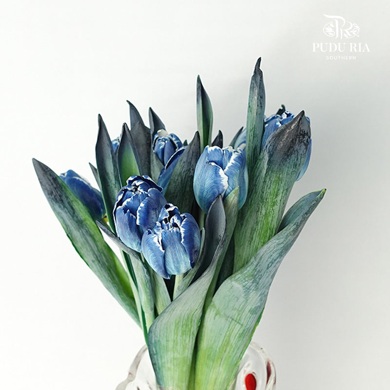 Tulip Dyed Colour Blue - Pudu Ria Florist Southern