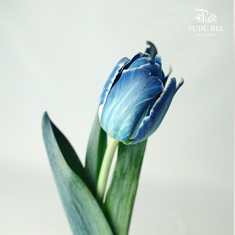 Tulip Dyed Colour Blue - Pudu Ria Florist Southern