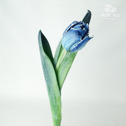 Tulip Dyed Colour Blue - Pudu Ria Florist Southern