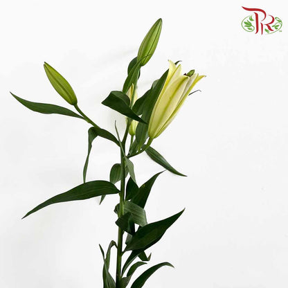 Lily Yellow (5 Stems) - Pudu Ria Florist Southern