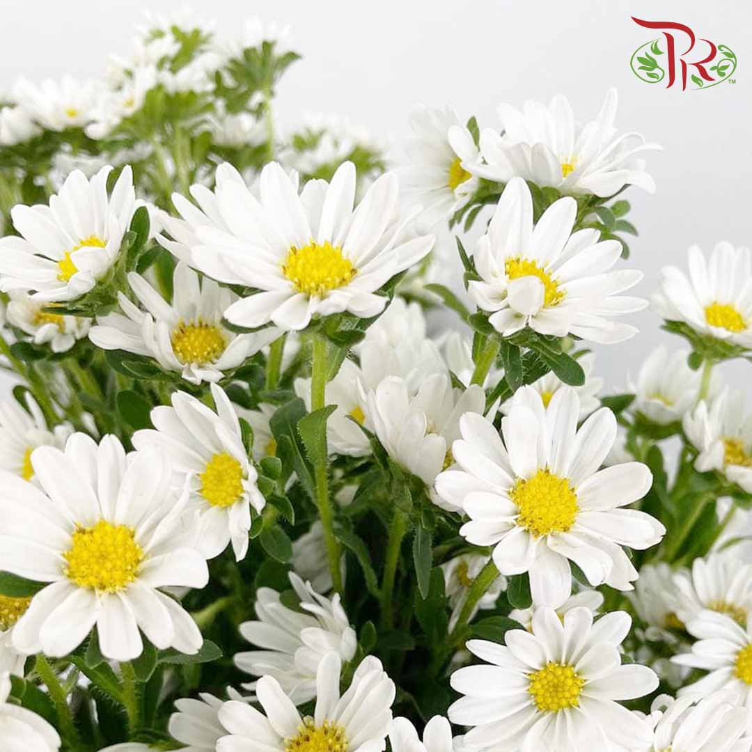 Hana White - Pudu Ria Florist Southern