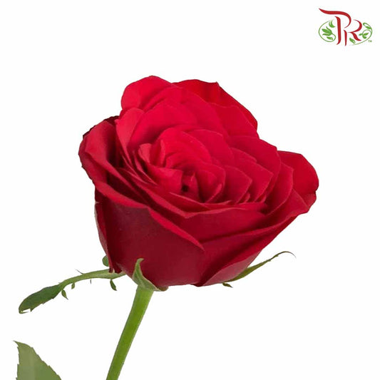 Rose Red (19-20 Stems) - Pudu Ria Florist Southern