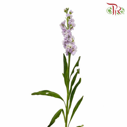 Matthiola Light Purple (Per Bundle) - Pudu Ria Florist Southern