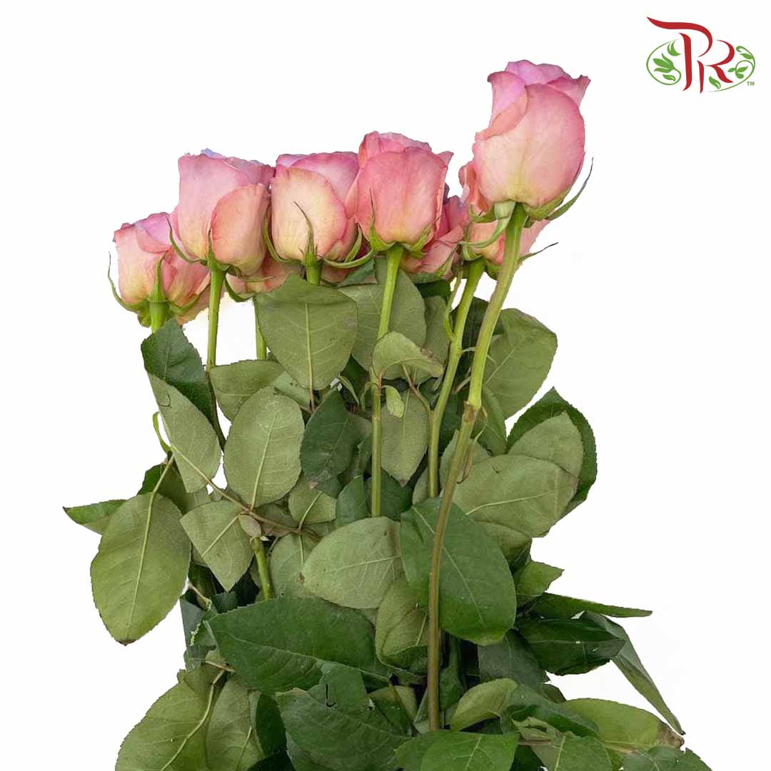 Rose Pink Blue Heaven (8-10 Stems) - Pudu Ria Florist Southern