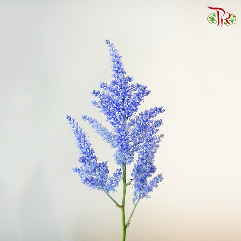 Astilbe Blue (4-5 Stems) - Pudu Ria Florist Southern