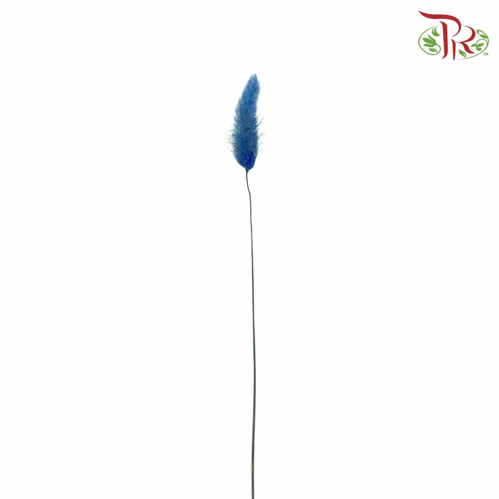 Dry Lagurus (Bunny Tails) - Blue - Pudu Ria Florist Southern