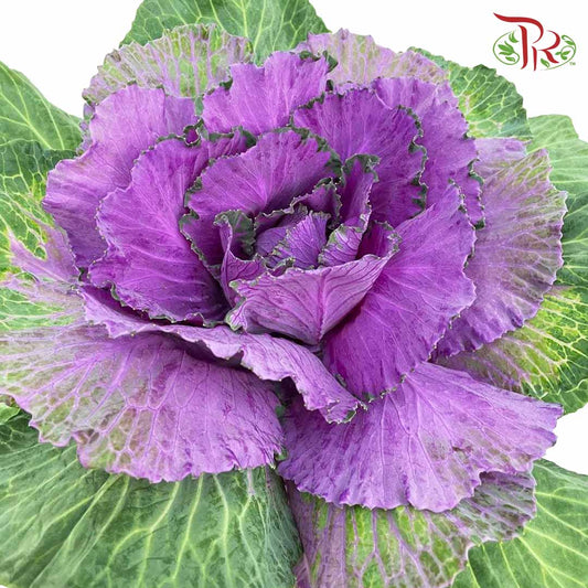 Brassica Purple (Per Stem) - Pudu Ria Florist Southern