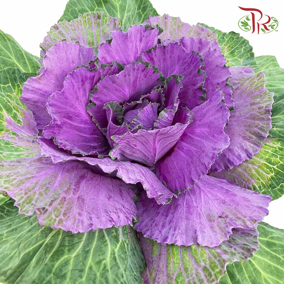 Brassica Purple (Per Stem) - Pudu Ria Florist Southern