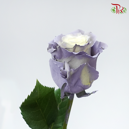Rose Dusty Grey (8-10 Stems) - Pudu Ria Florist Southern