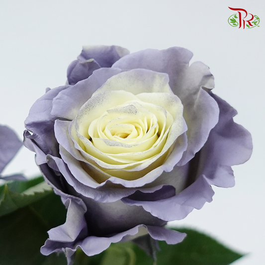 Rose Dusty Grey (8-10 Stems) - Pudu Ria Florist Southern