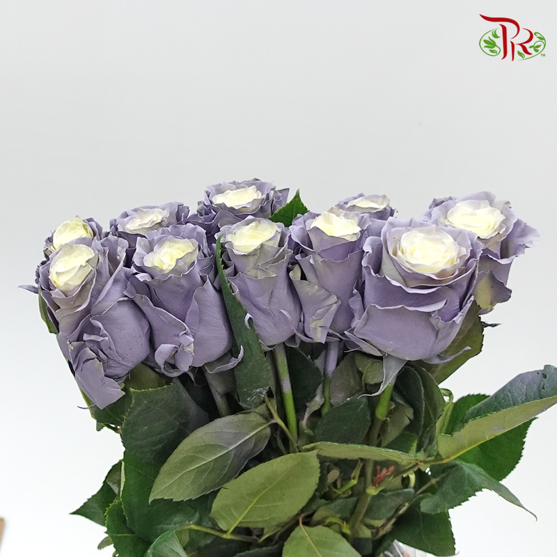 Rose Dusty Grey (8-10 Stems) - Pudu Ria Florist Southern