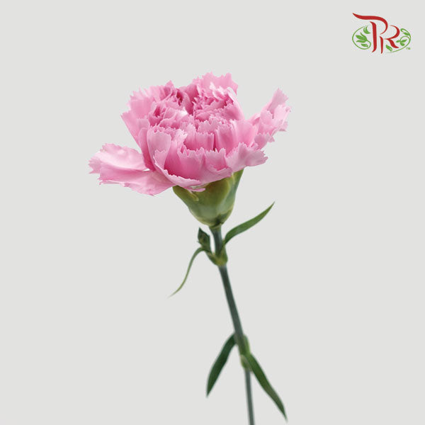 Carnation Lotus (8-10 Stems) - Pudu Ria Florist Southern