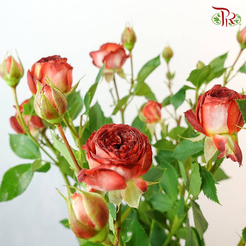 Rose Spray Chocolate Bubble (8-10 Stems) - Pudu Ria Florist Southern